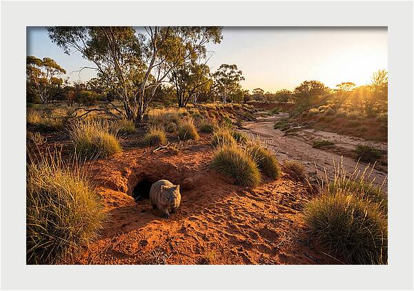 Wombat Emerging From Burrow