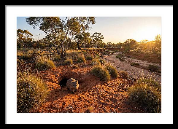 Wombat Emerging From Burrow
