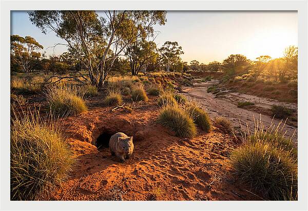 Wombat Emerging From Burrow