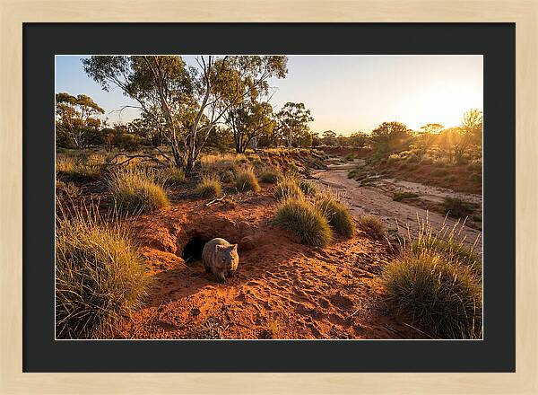 Wombat Emerging From Burrow