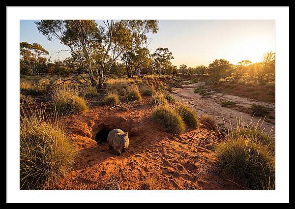Wombat Emerging From Burrow