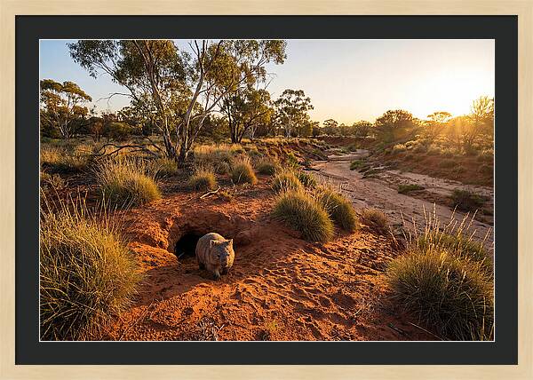 Wombat Emerging From Burrow