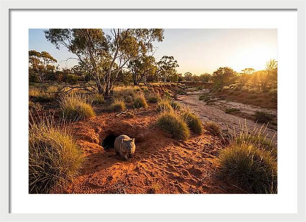 Wombat Emerging From Burrow