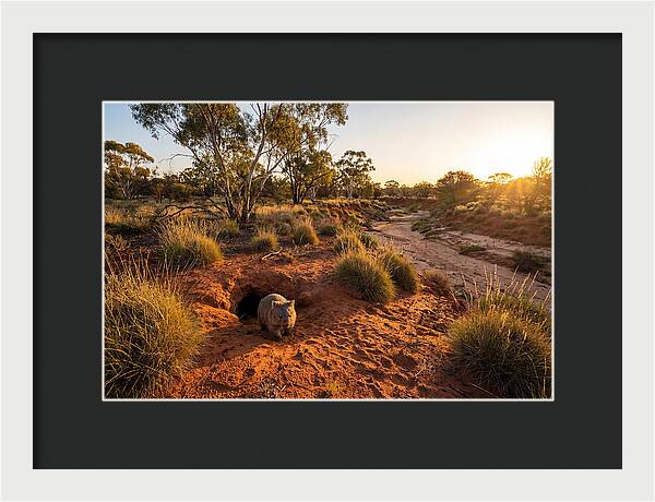 Wombat Emerging From Burrow