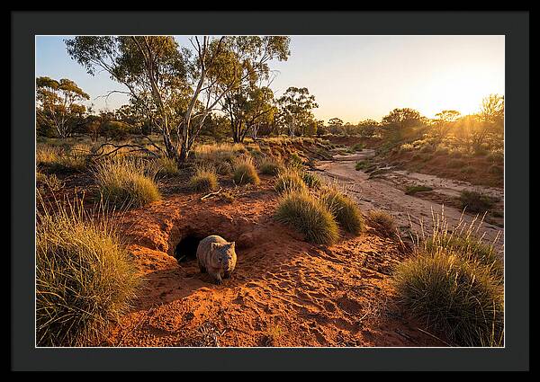 Wombat Emerging From Burrow
