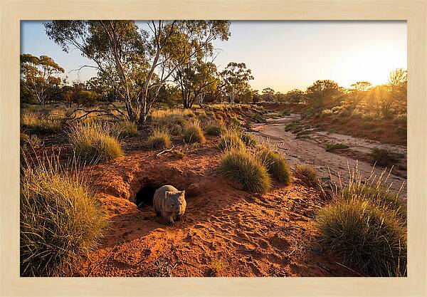 Wombat Emerging From Burrow