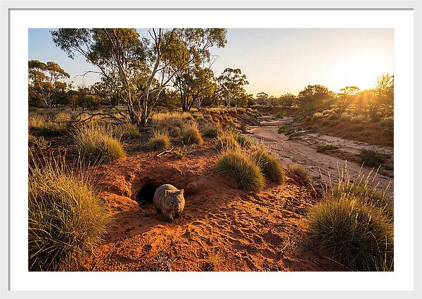 Wombat Emerging From Burrow