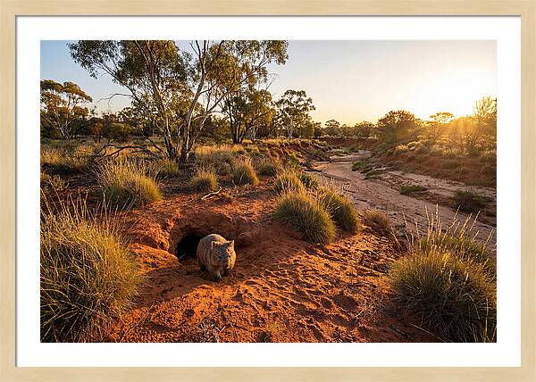 Wombat Emerging From Burrow