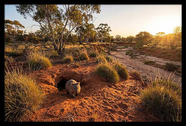 Wombat Emerging From Burrow
