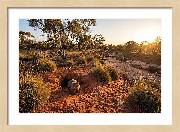 Wombat Emerging From Burrow