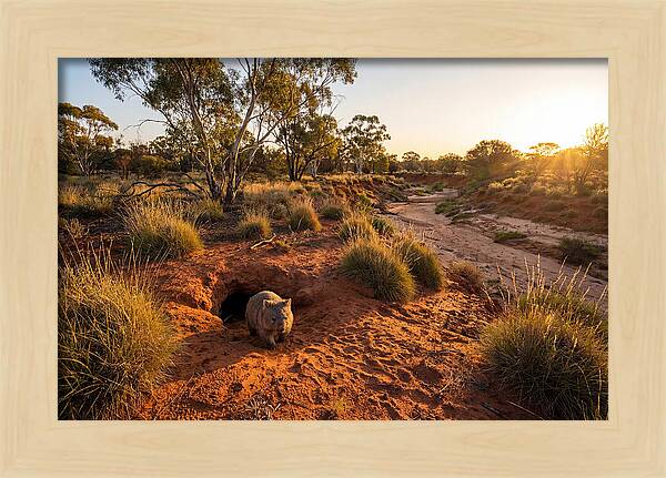 Wombat Emerging From Burrow