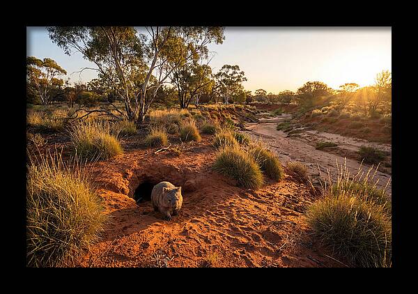 Wombat Emerging From Burrow