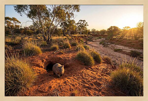 Wombat Emerging From Burrow