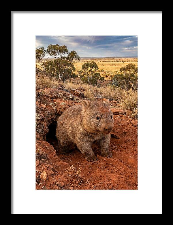 Wombat Peeking From Its Den