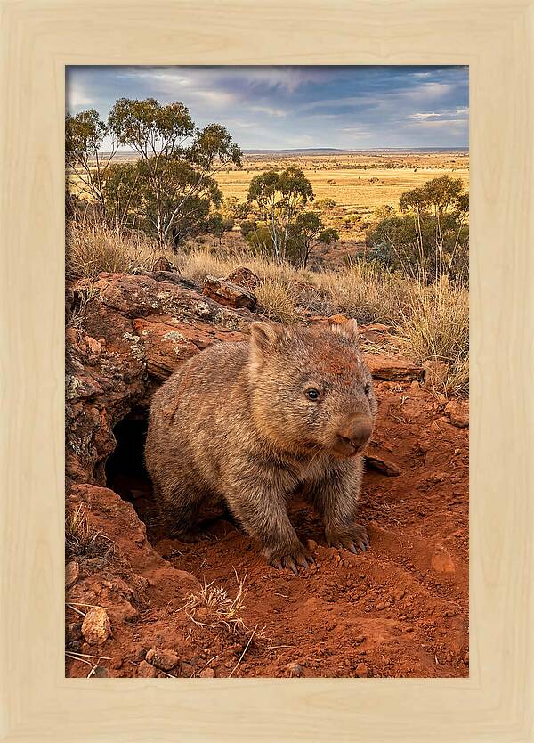 Wombat Peeking From Its Den