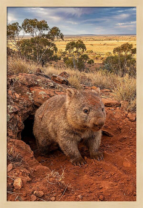 Wombat Peeking From Its Den