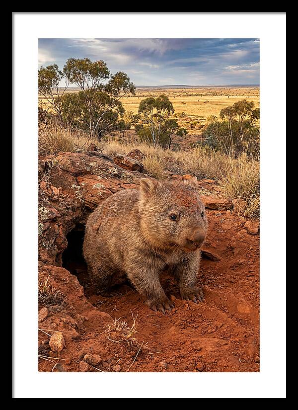 Wombat Peeking From Its Den