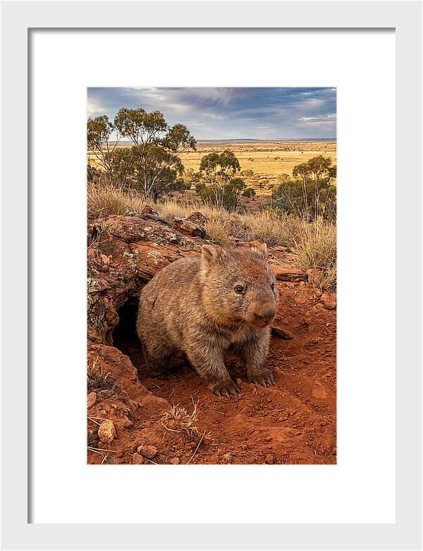 Wombat Peeking From Its Den