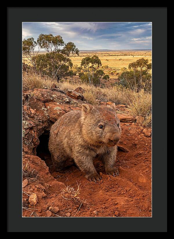 Wombat Peeking From Its Den