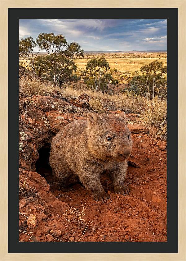 Wombat Peeking From Its Den