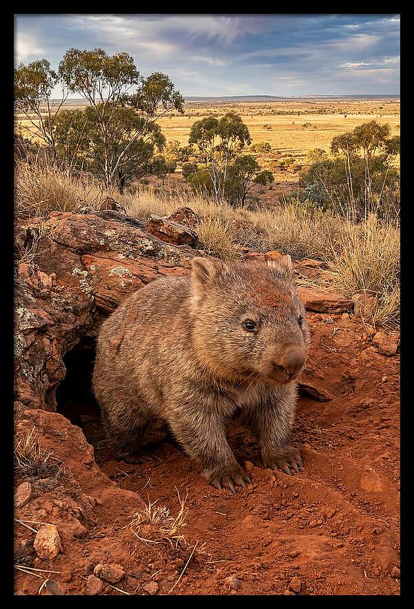 Wombat Peeking From Its Den