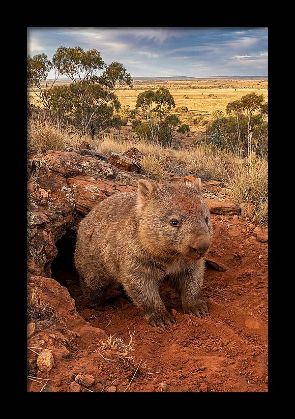 Wombat Peeking From Its Den
