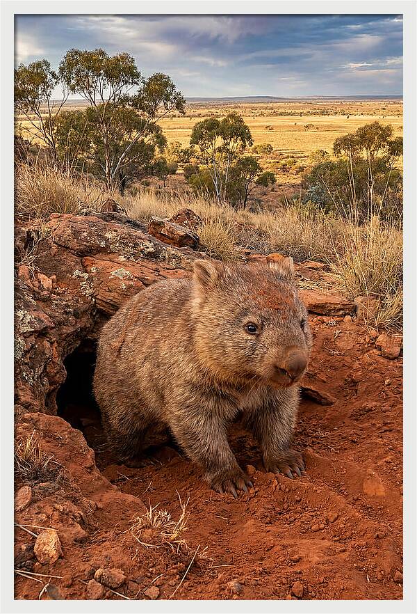 Wombat Peeking From Its Den