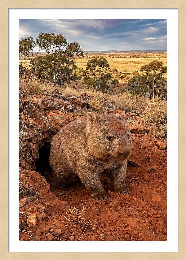 Wombat Peeking From Its Den