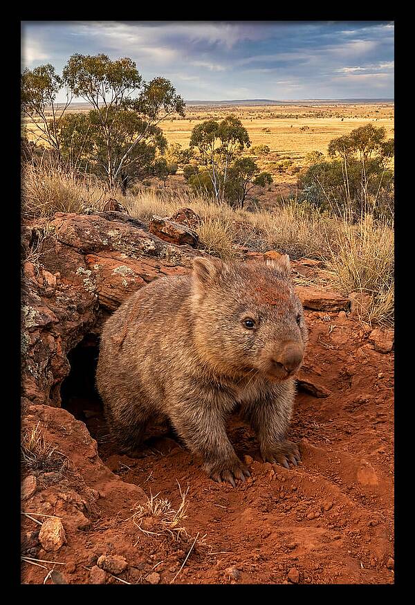 Wombat Peeking From Its Den
