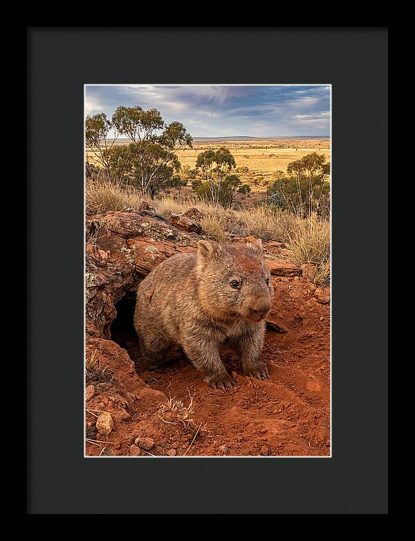 Wombat Peeking From Its Den