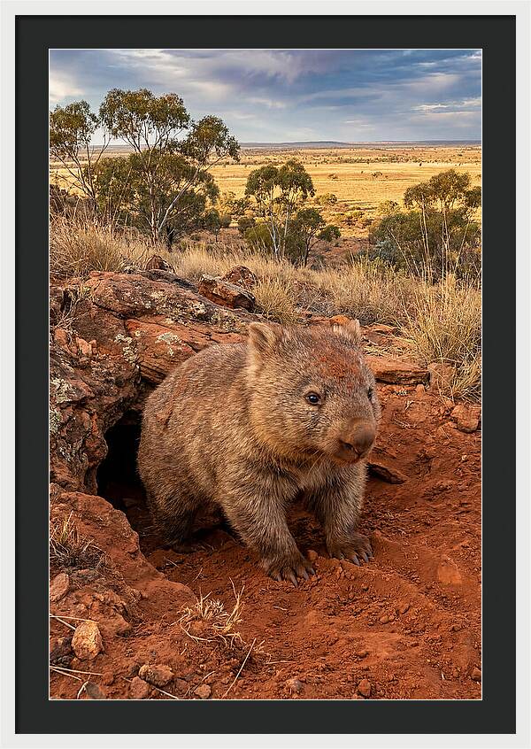 Wombat Peeking From Its Den