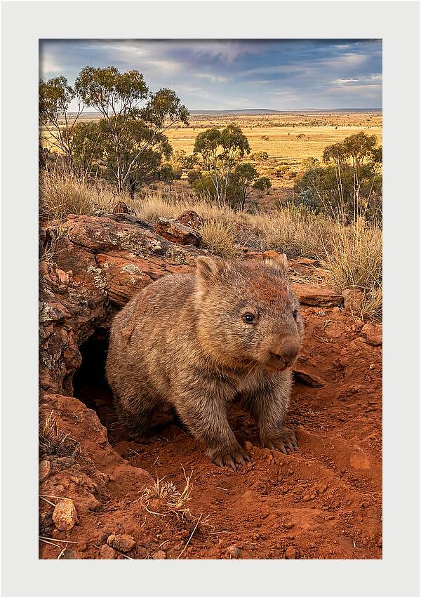 Wombat Peeking From Its Den