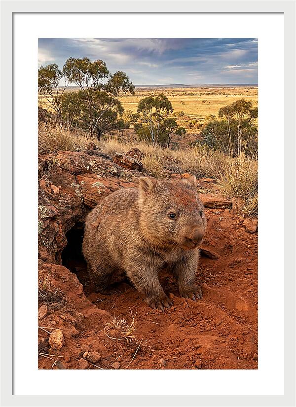 Wombat Peeking From Its Den