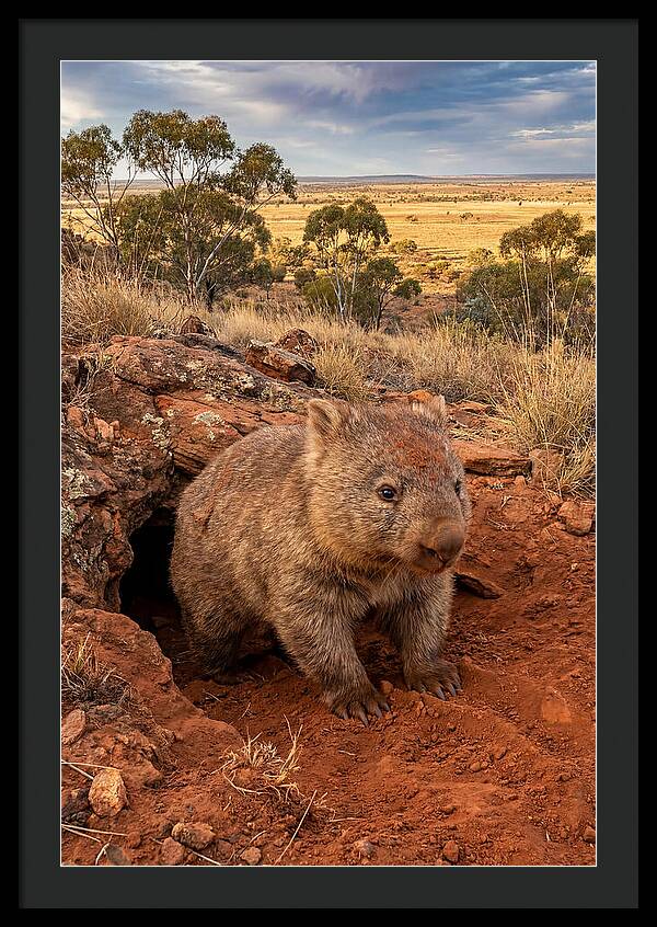 Wombat Peeking From Its Den
