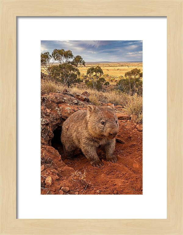 Wombat Peeking From Its Den