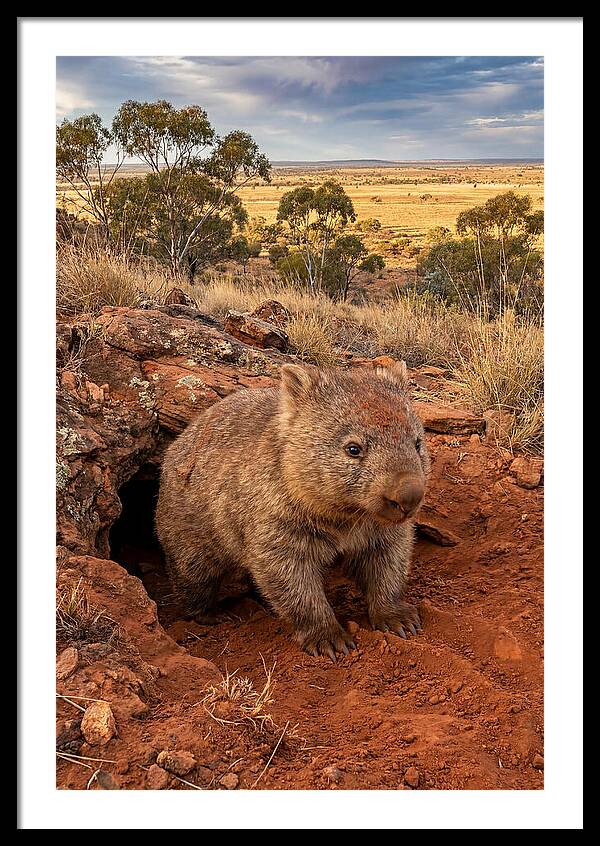 Wombat Peeking From Its Den