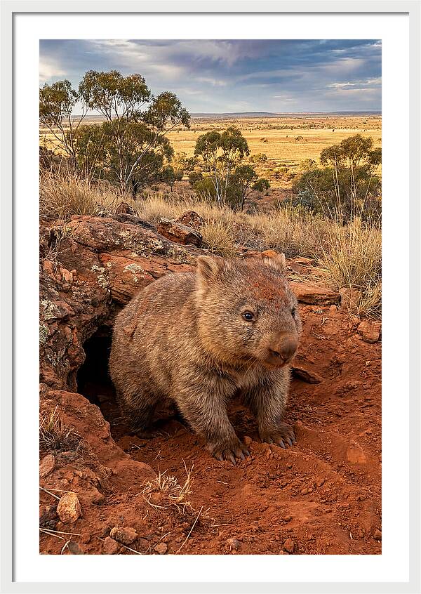 Wombat Peeking From Its Den