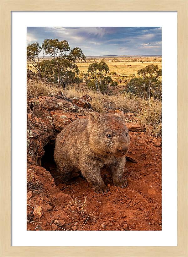 Wombat Peeking From Its Den