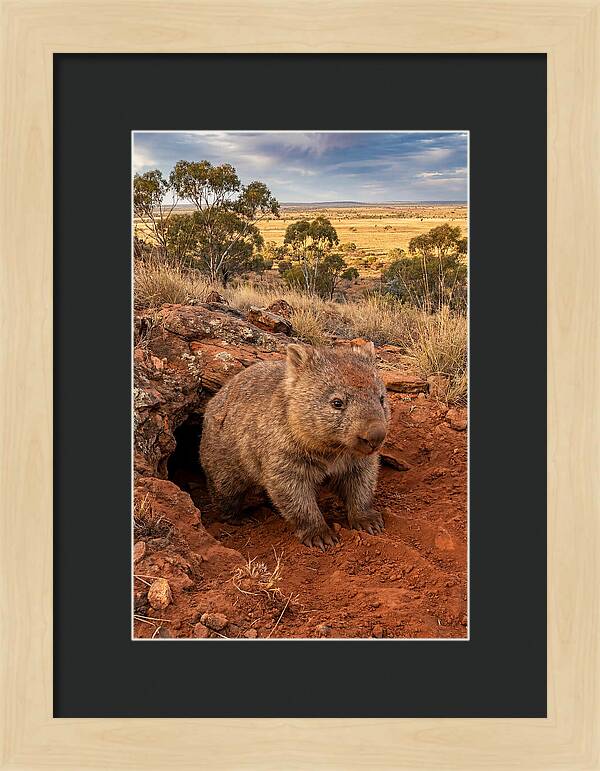 Wombat Peeking From Its Den