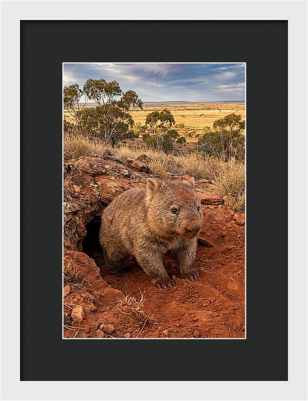 Wombat Peeking From Its Den