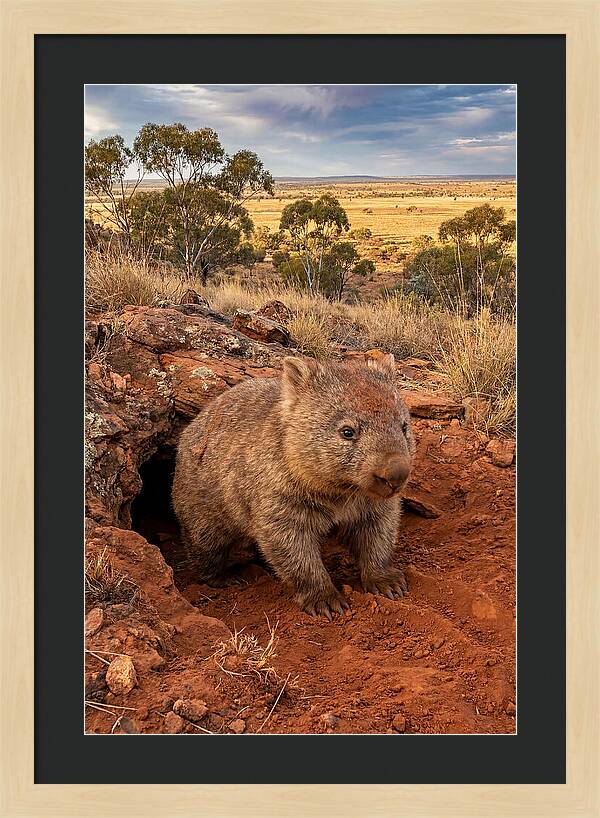 Wombat Peeking From Its Den