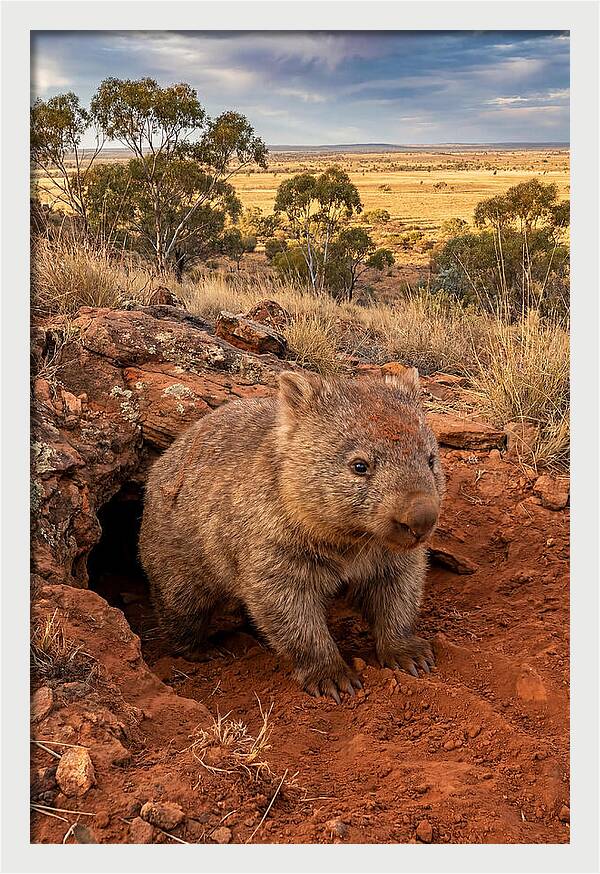 Wombat Peeking From Its Den