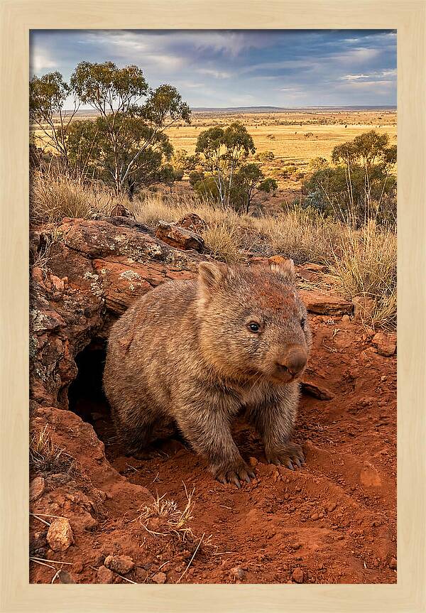 Wombat Peeking From Its Den