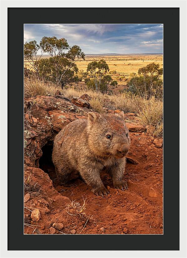 Wombat Peeking From Its Den