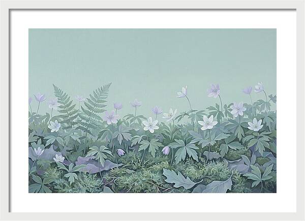 Wood Anemone Awakening