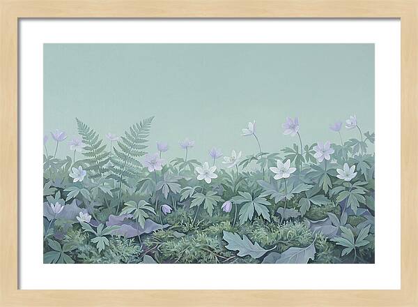 Wood Anemone Awakening