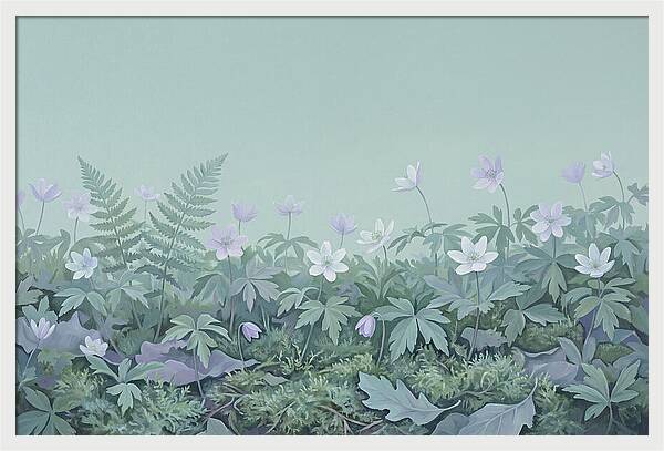 Wood Anemone Awakening