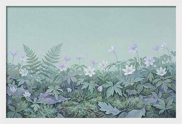 Wood Anemone Awakening