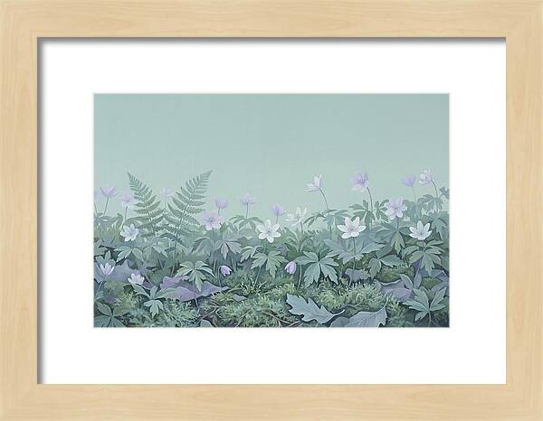 Wood Anemone Awakening