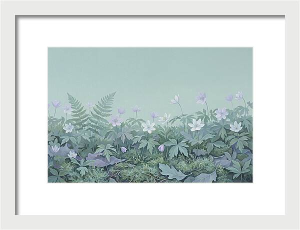 Wood Anemone Awakening